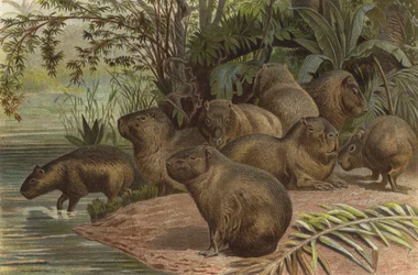 Capybara